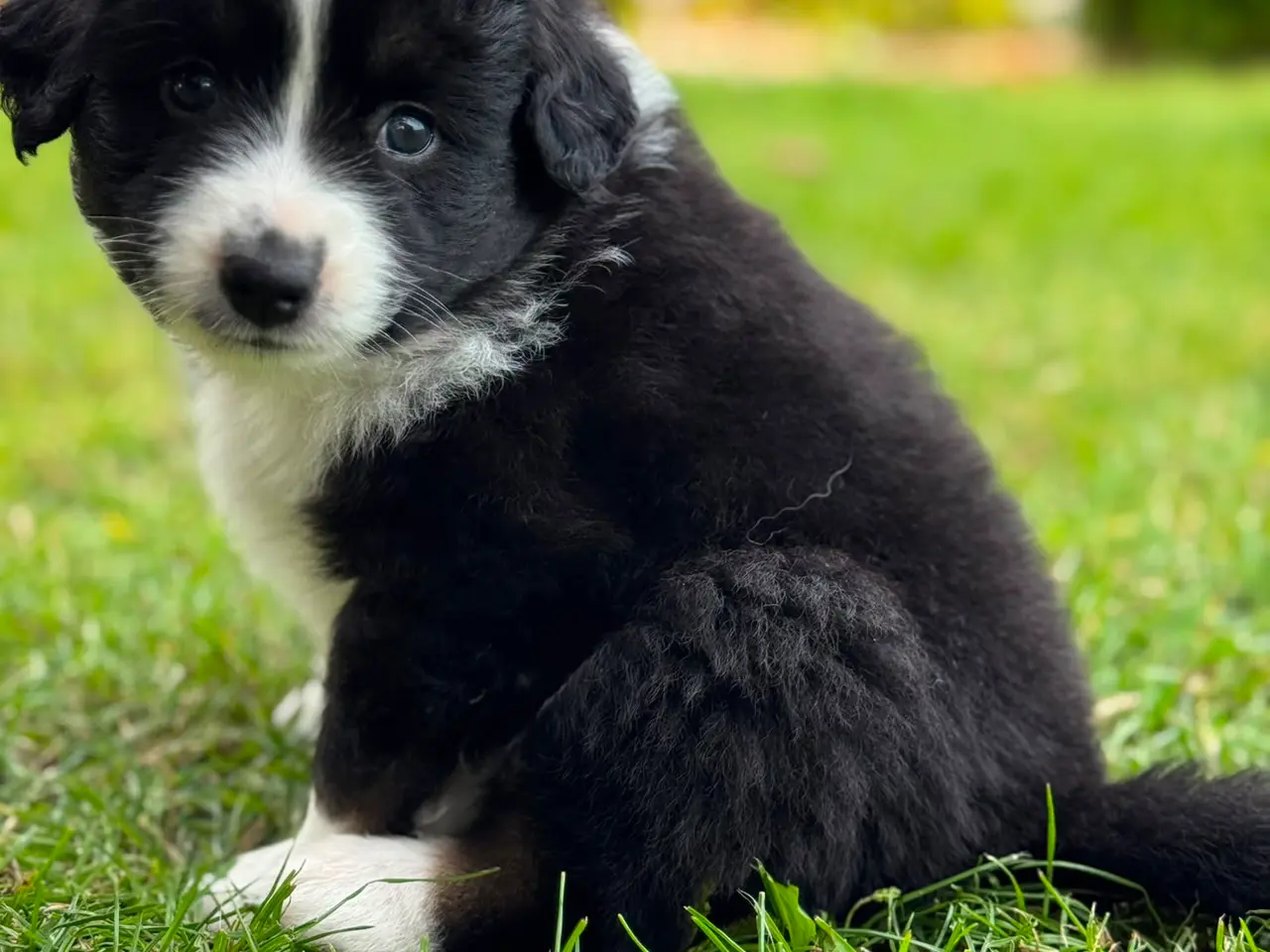 Billede 3 - Miniature American Shepherd hvalpe