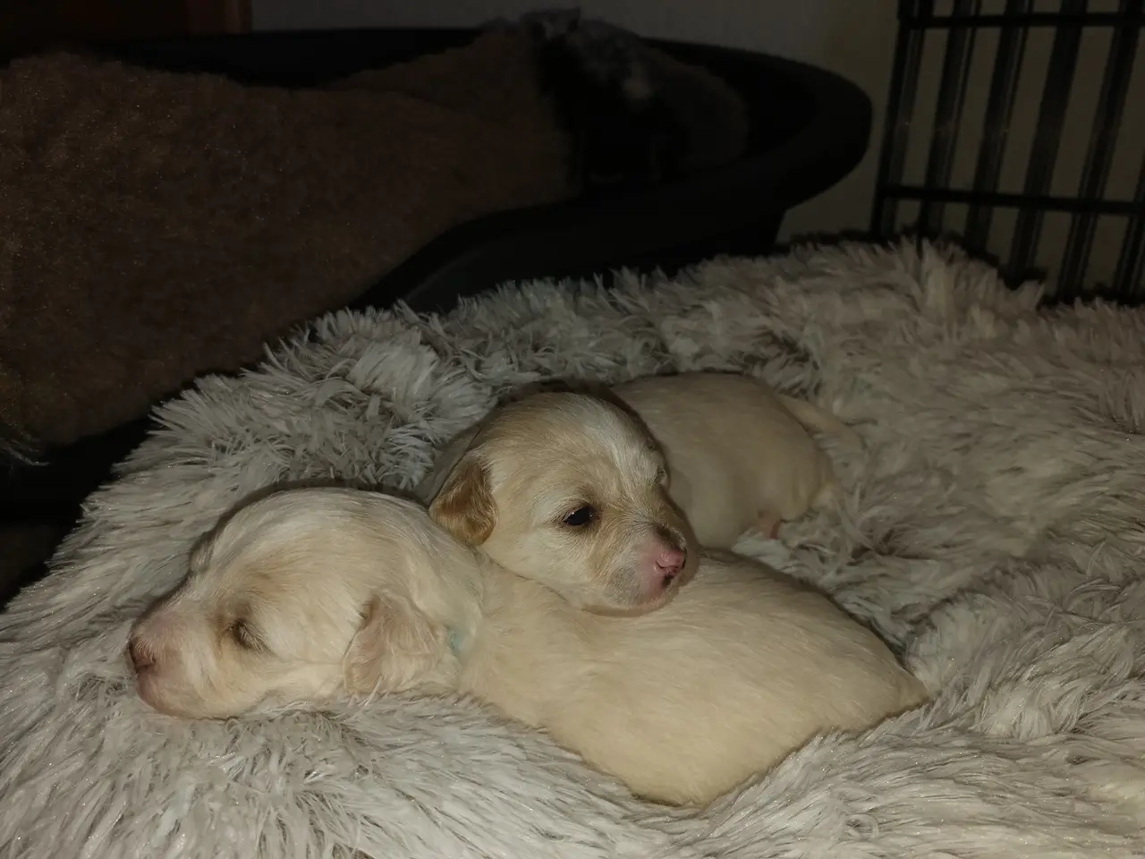 Billede 13 - Maltipoo hvalpe 