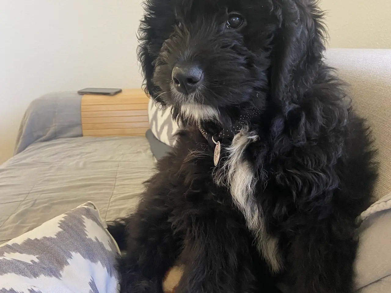 Billede 1 - Bernerdoodle han til parring