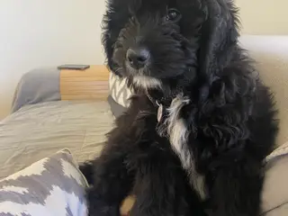 Bernerdoodle han til parring