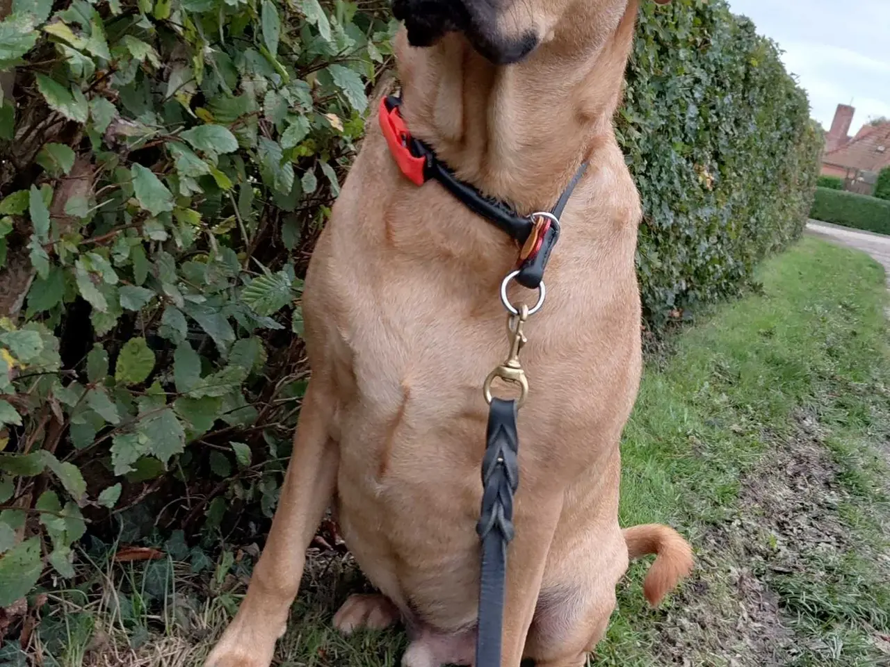 Billede 3 - Hund søger nyt hjem