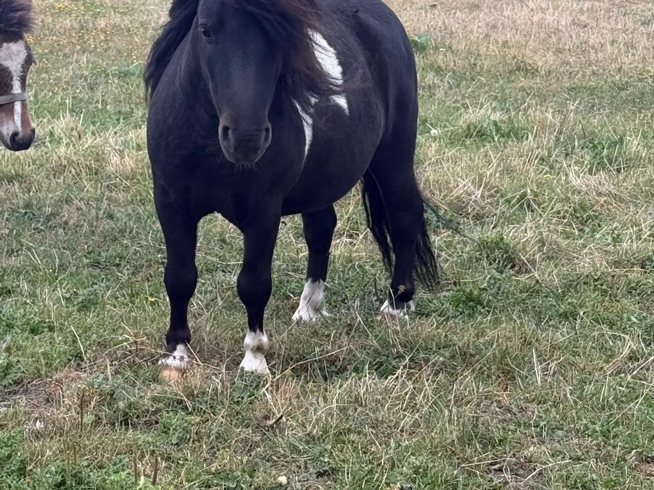 Billede 1 - Flot shetlænder hingst
