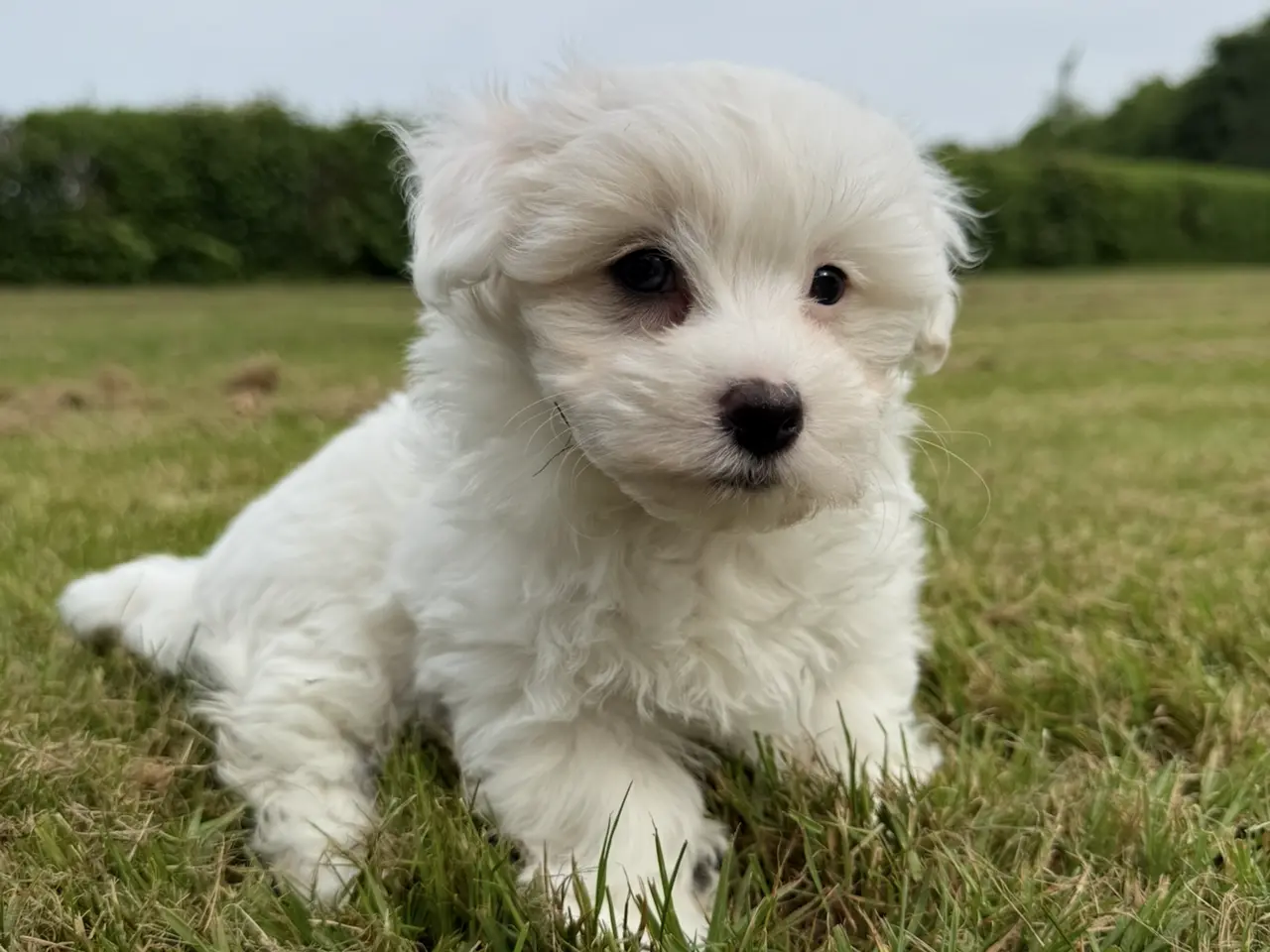 Billede 3 - Bichon havanais / malteser hvalpe