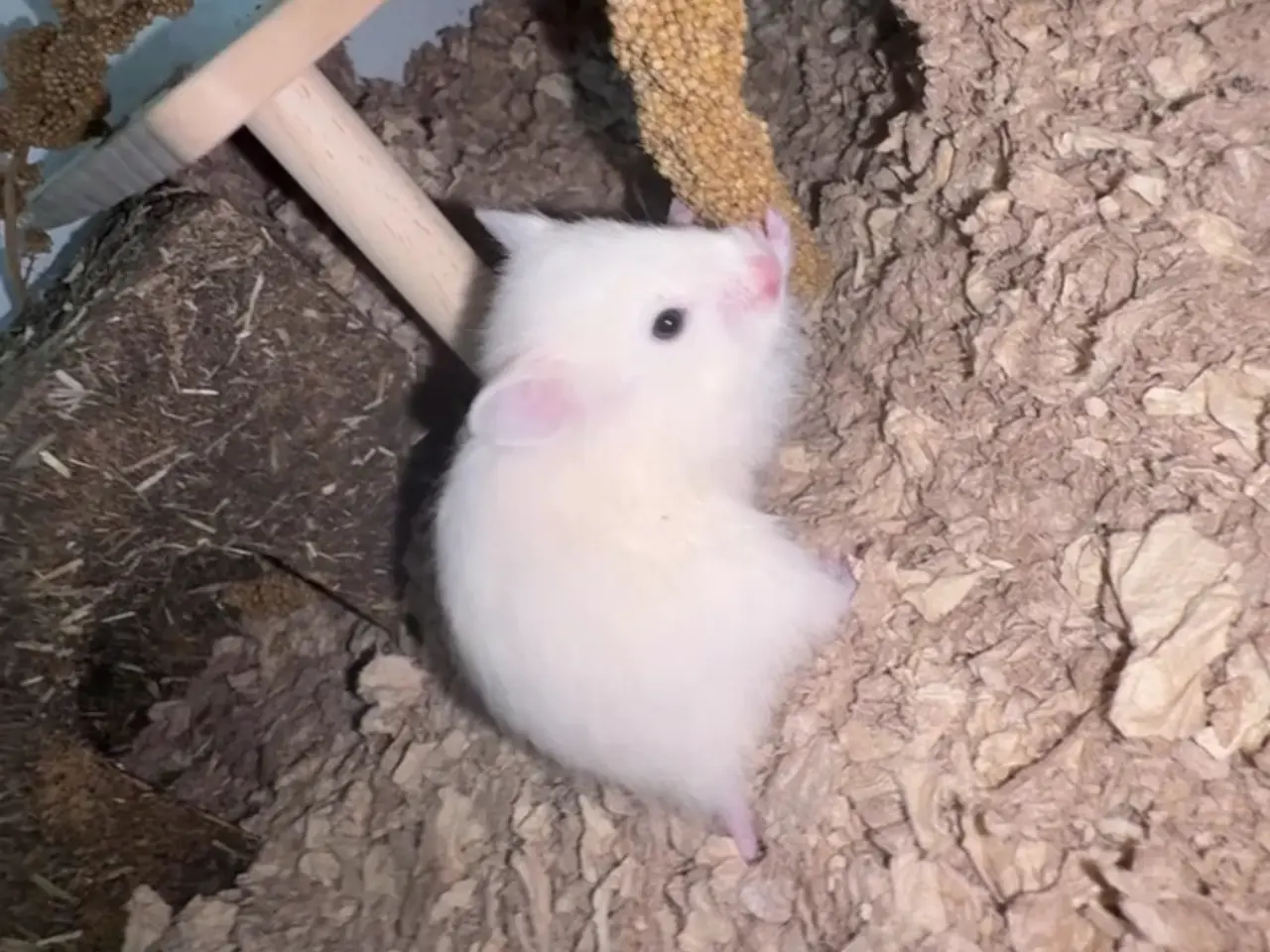 Billede 7 - Guldhamster unger