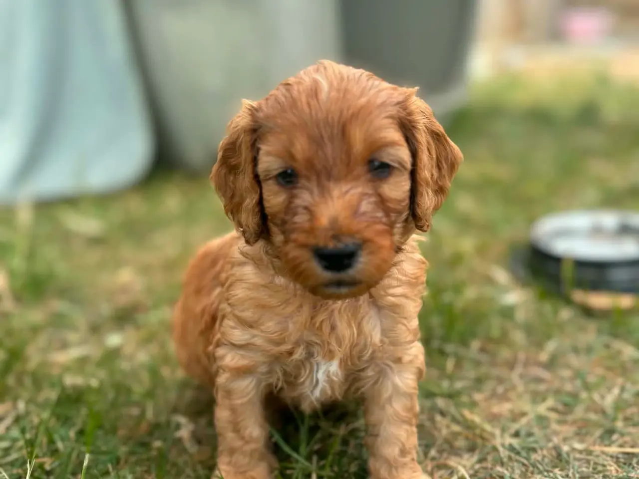 Billede 7 - Cockapoo/cockerpoo hvalpe fra stueopdræt ❤️