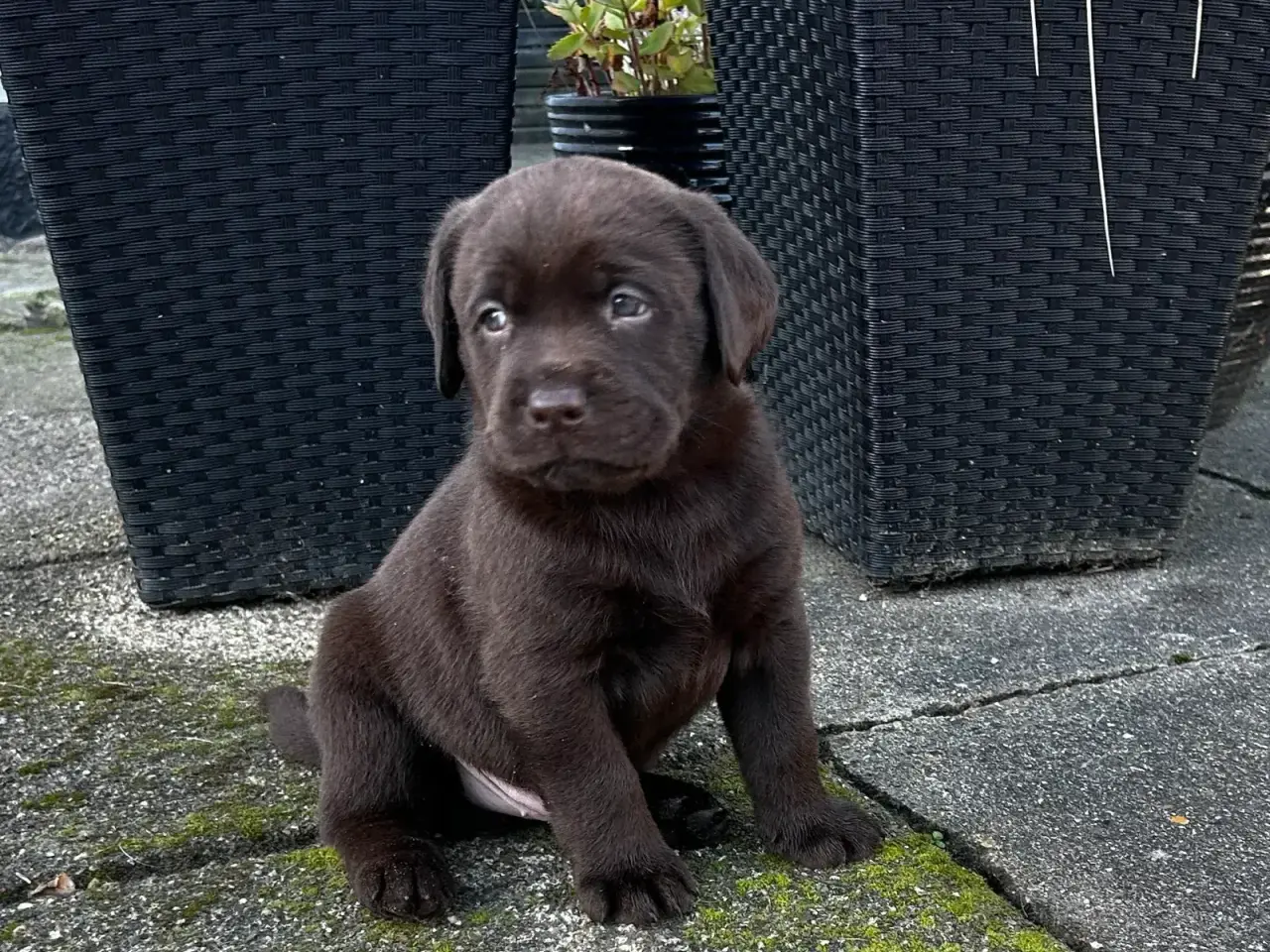 Billede 1 - Brune han labrador hvalpe
