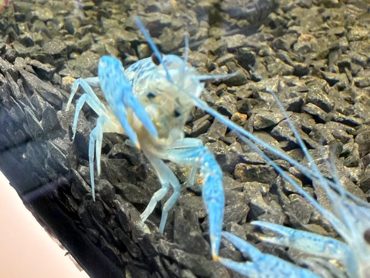 Billede 12 - đ±Wow FLOTTE BlĂ„ Florida Krebs Procambarus alleni