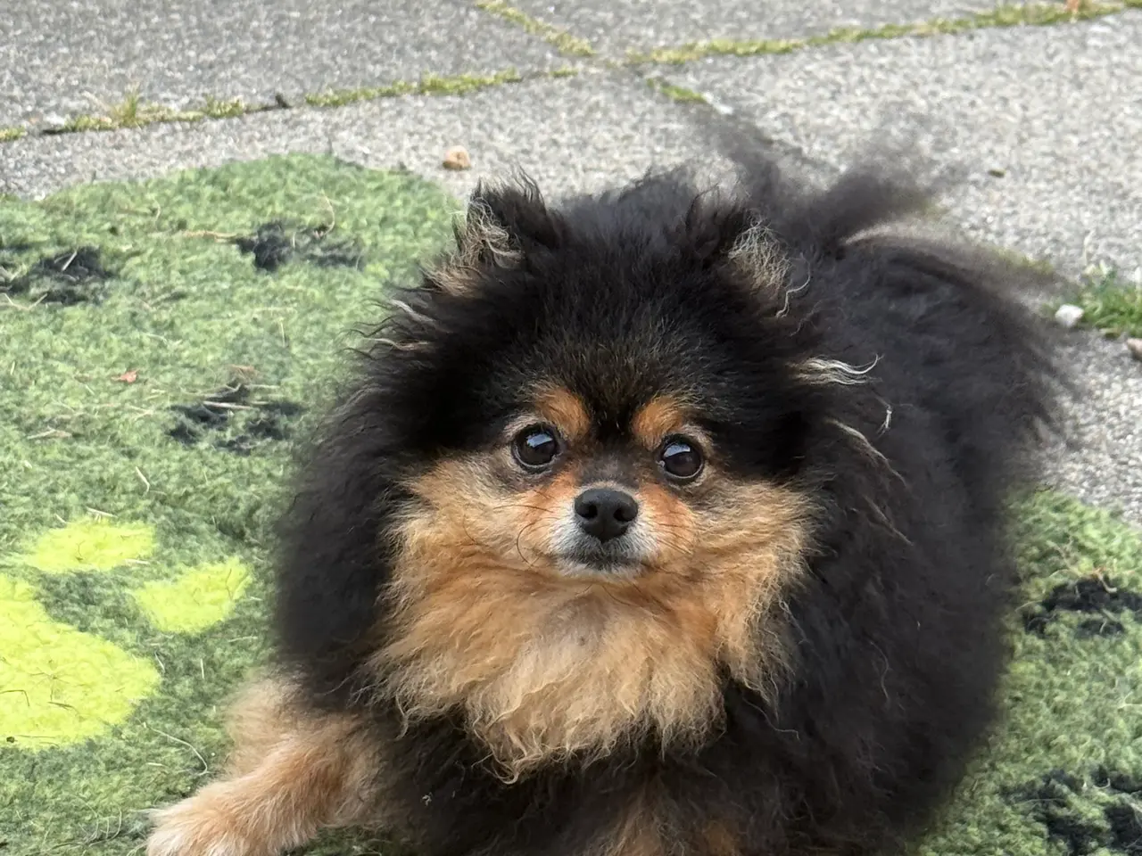 Billede 6 - Pomeranian hvalpe 🐶 