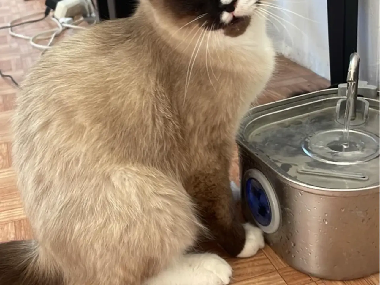 Billede 1 - Smuk ren Ragdoll-hankat tilbydes til parring 🐾💙