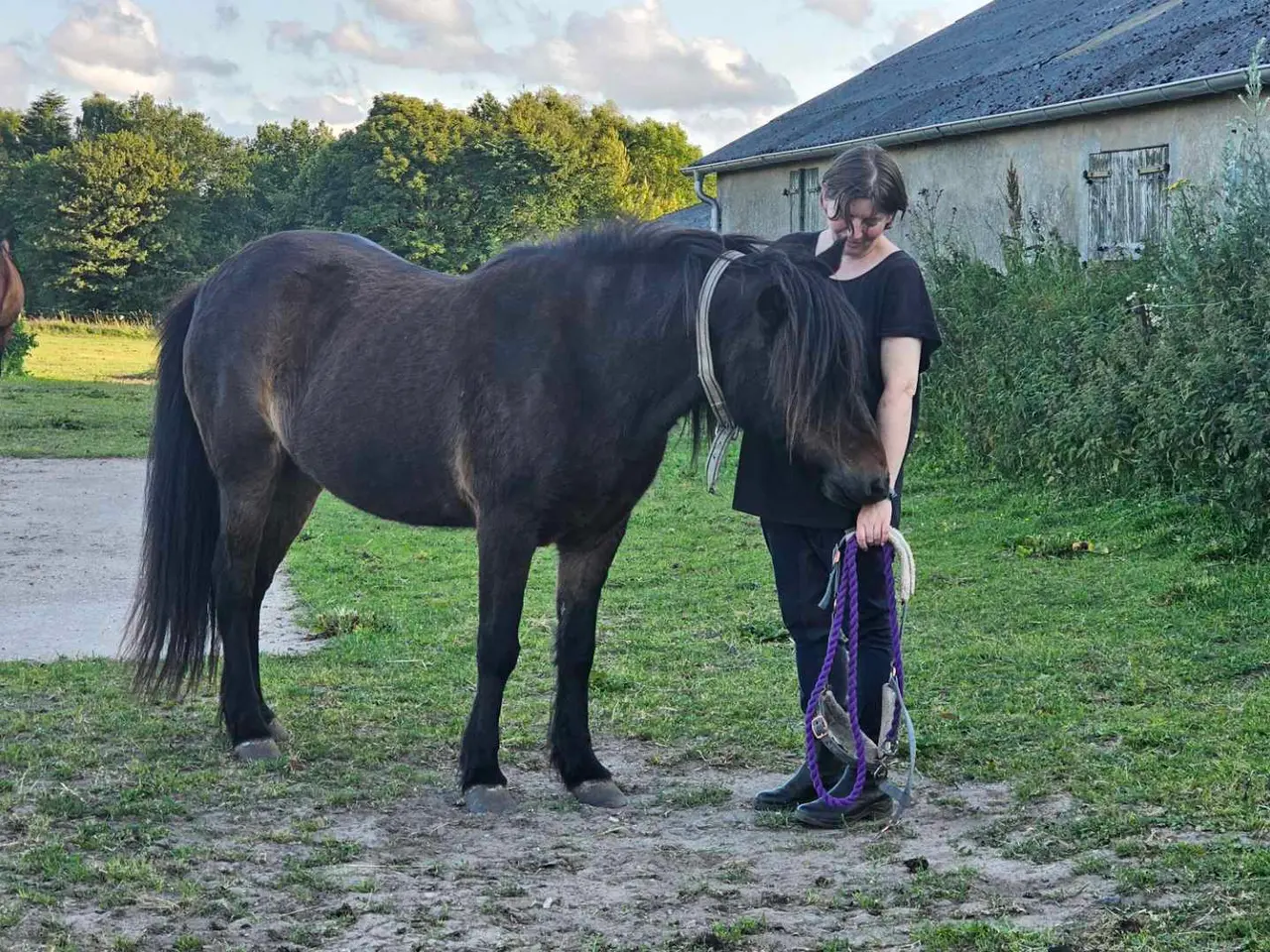 Billede 1 - Robust trafiksikker pony KØBES