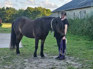 Robust trafiksikker pony KØBES
