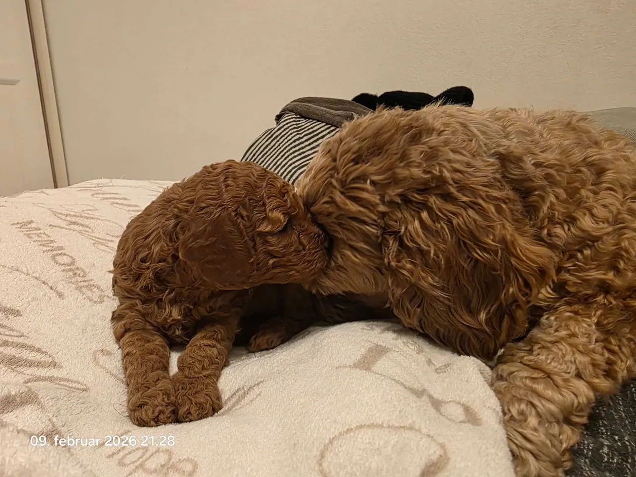Billede 6 - Cockapoo F1B 