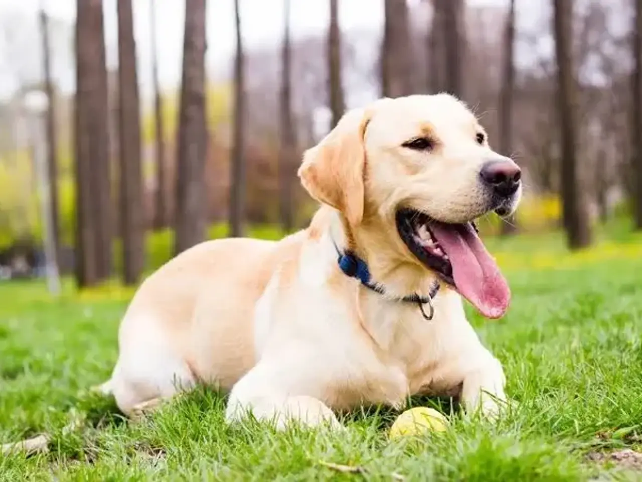 Billede 1 - Jeg søger en Labrador eller Golden Retriever