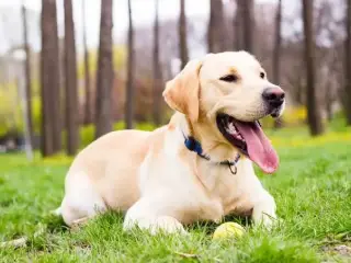 Jeg søger en Labrador eller Golden Retriever