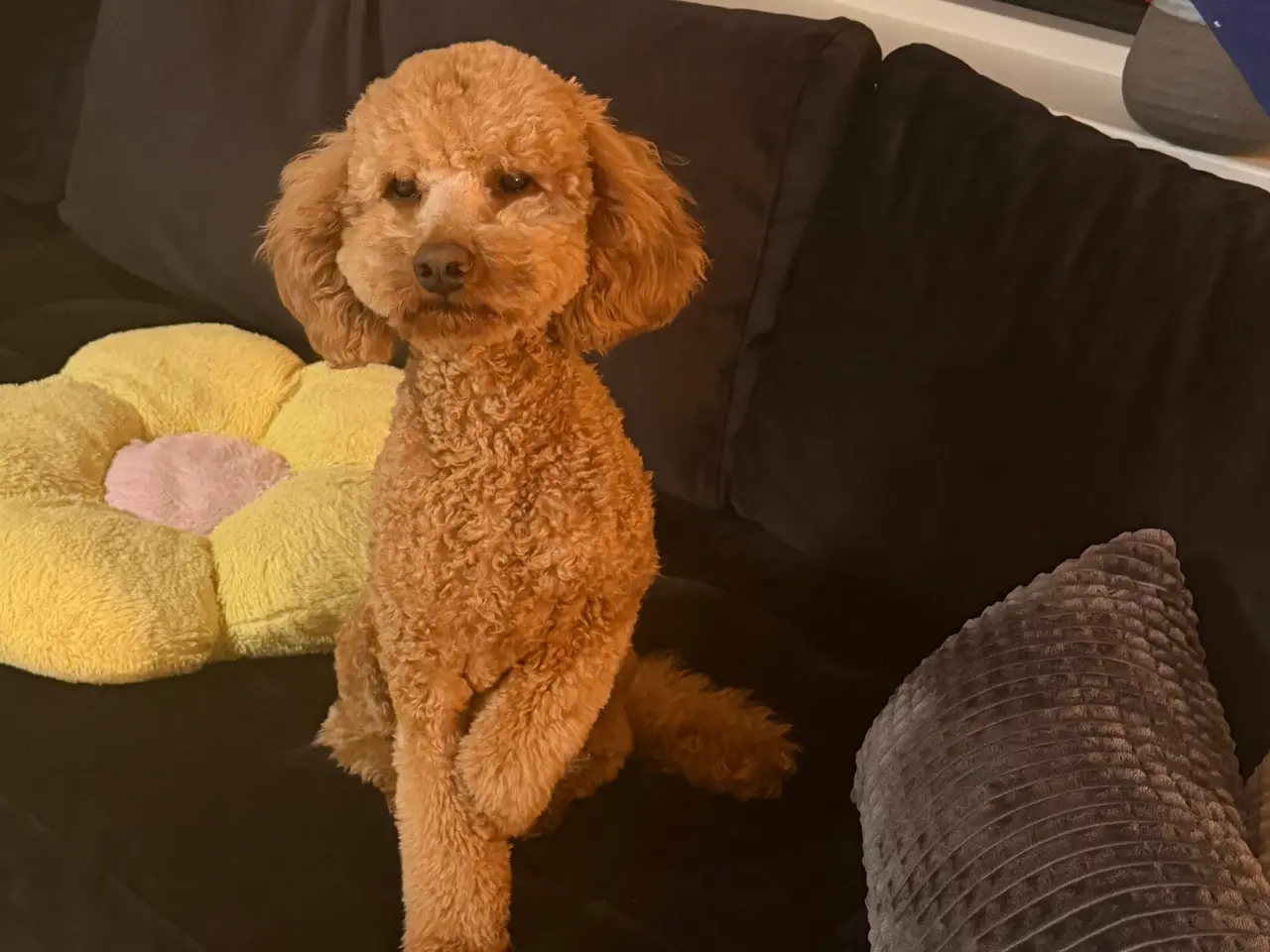 Billede 7 - 🐩 Dværgpuddel han tilbydes til parring 🐩