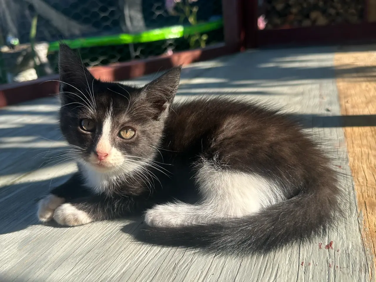 Billede 6 - Hun Maine Coon bl 💗