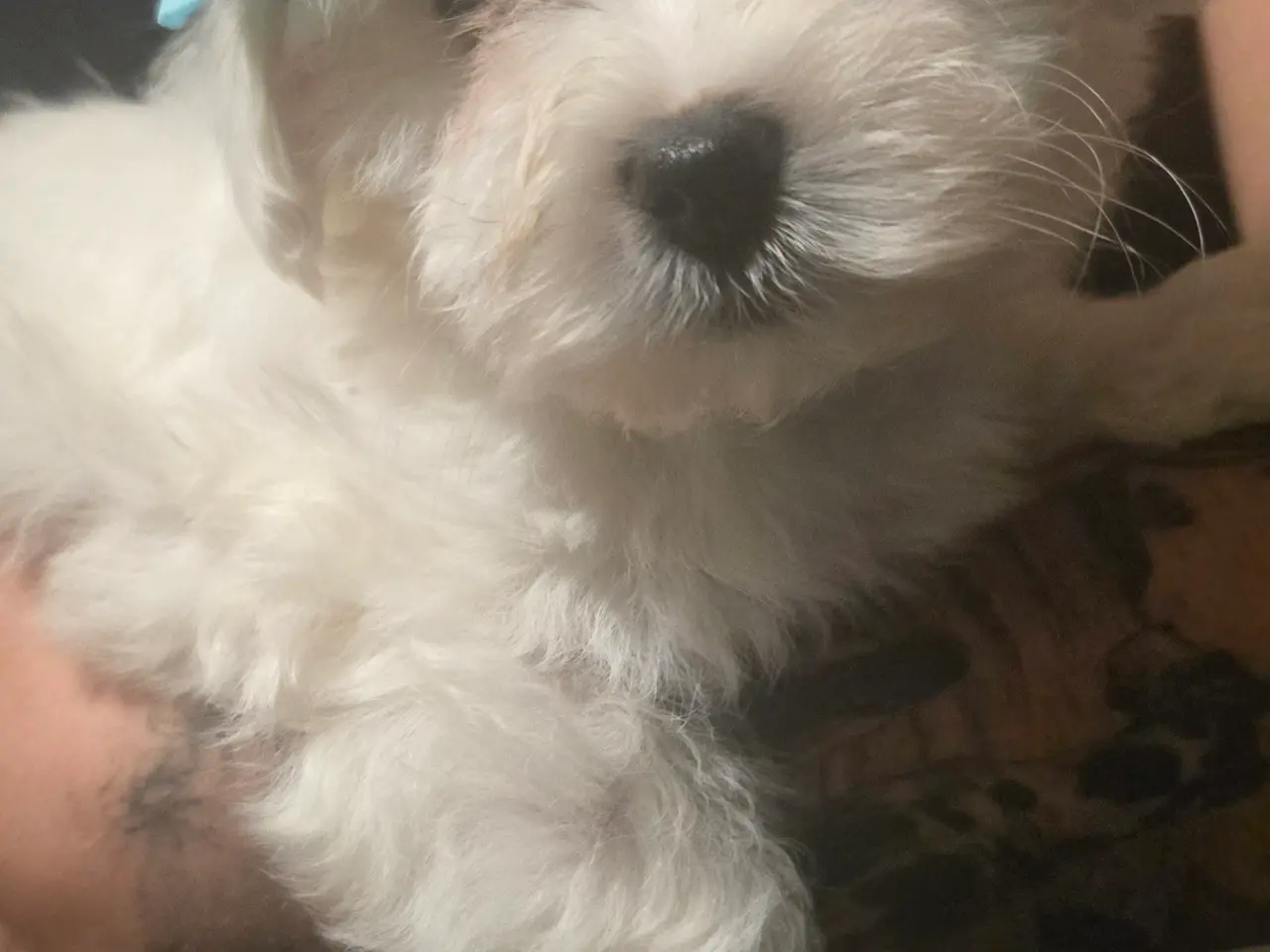 Billede 3 - Bichon-hvalpe søger nye hjem .