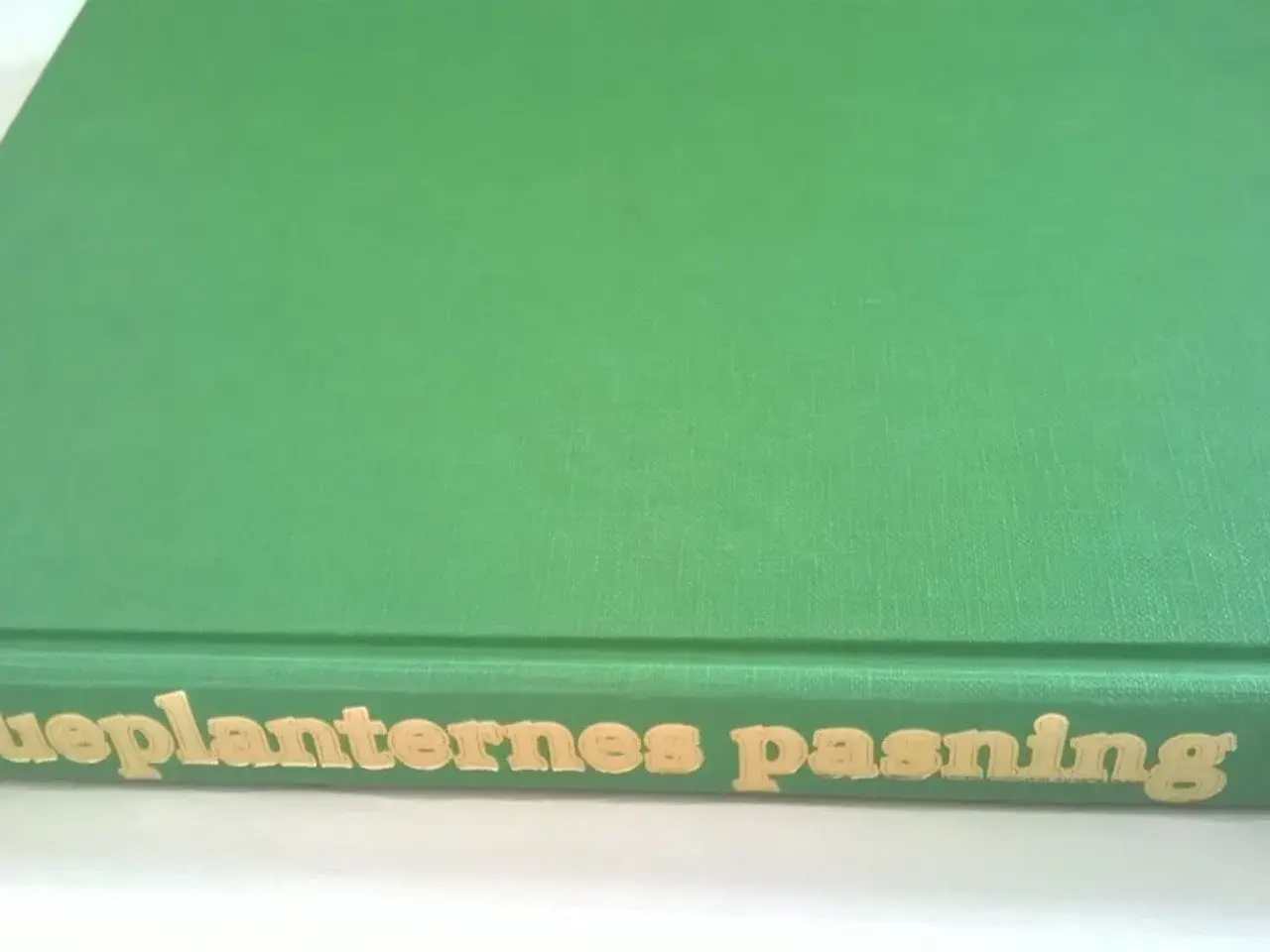Billede 2 - Stueplanternes pasning