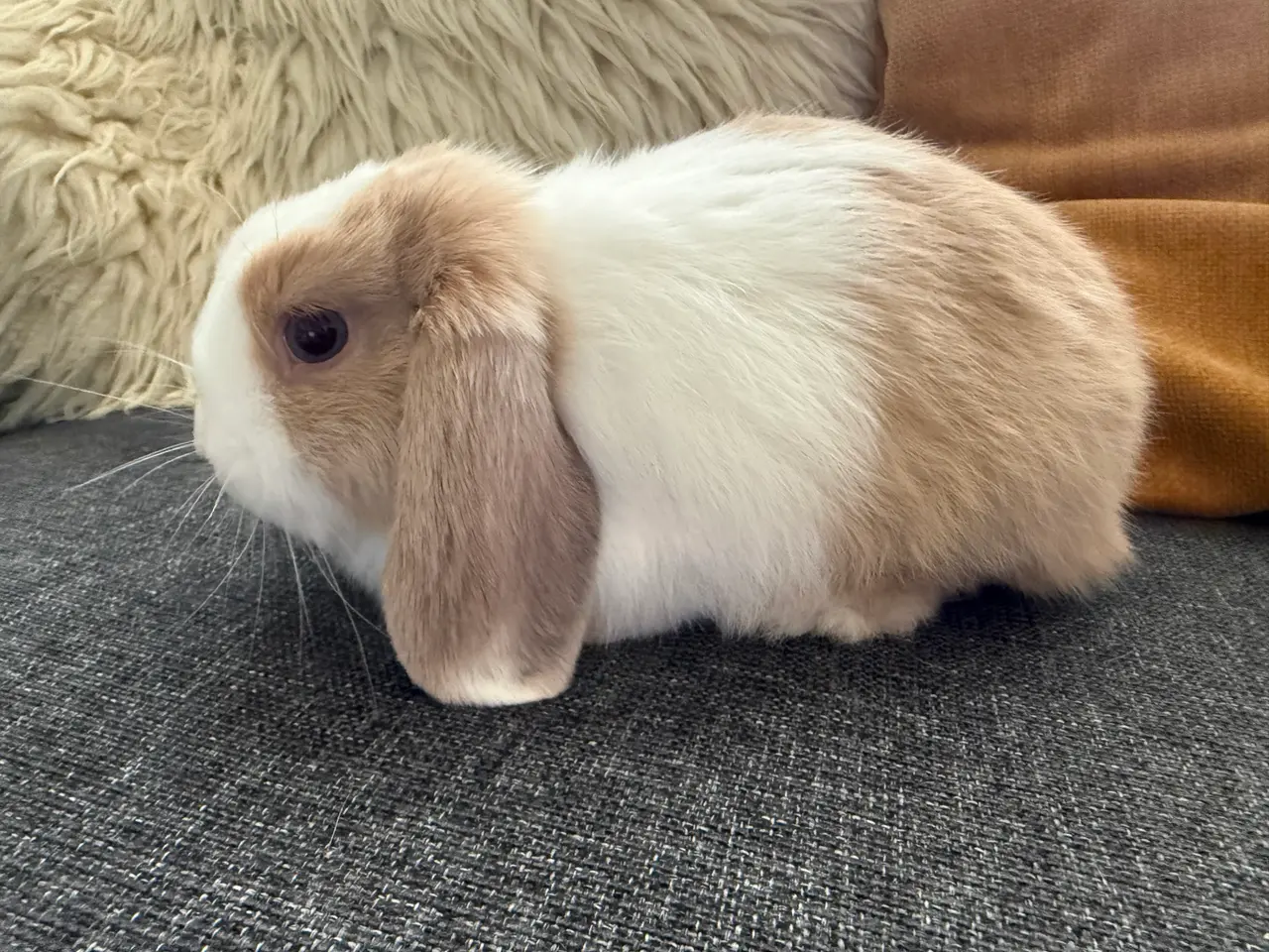 Billede 1 - Mini Lop kanin