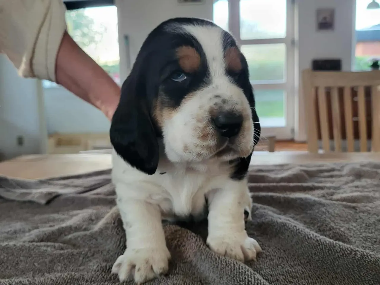 Billede 3 - Basset Hound Hvalpe