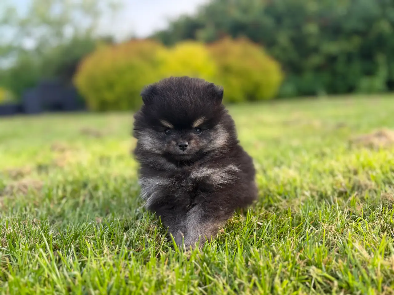 Billede 12 - Skønneste lille Pomeranian han