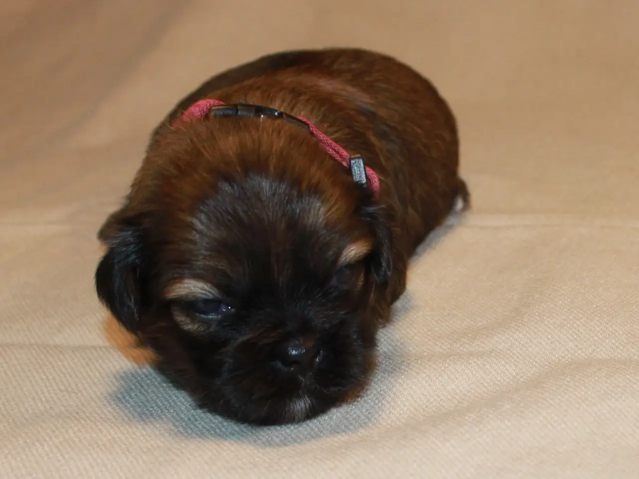 Billede 15 - Lhasa Apso hvalpe