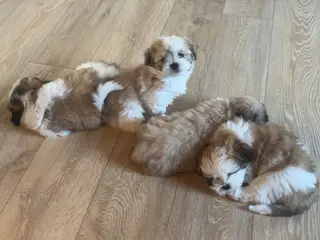 Lhasa Apso/Coton de tulear