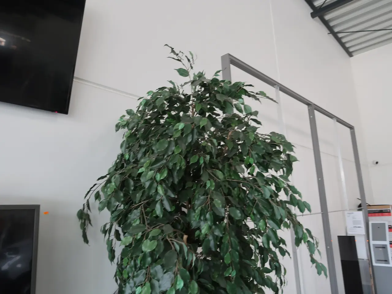 Billede 2 - Plante I krukke