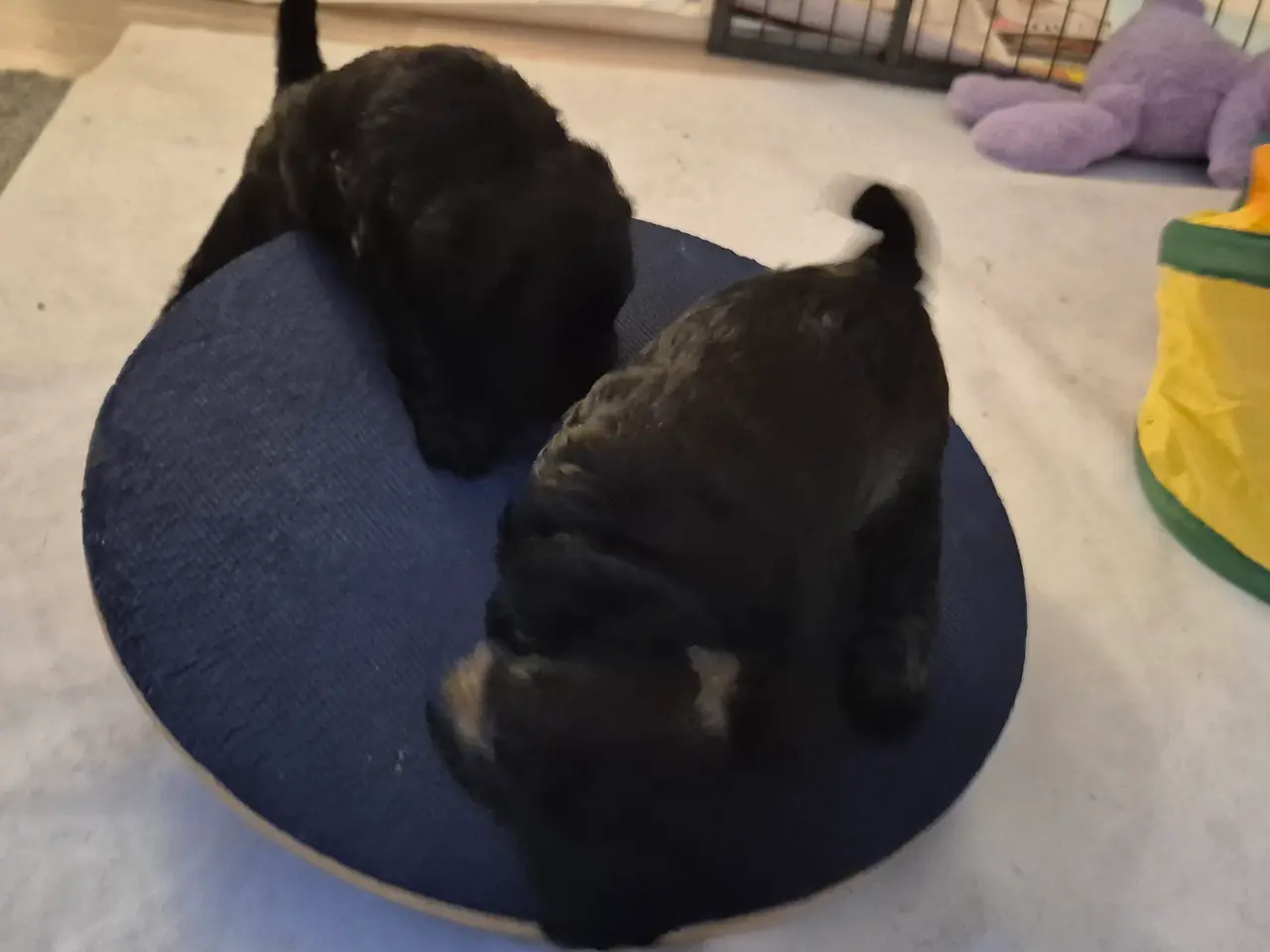 Billede 5 - Poo Schnauzerpoo puddel