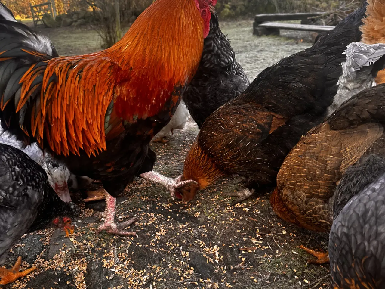Billede 3 - đ Høns sĂŚlges â smĂĽ flokke klar til ny gĂĽrd