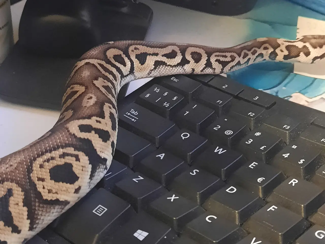 Billede 4 - Kongepython