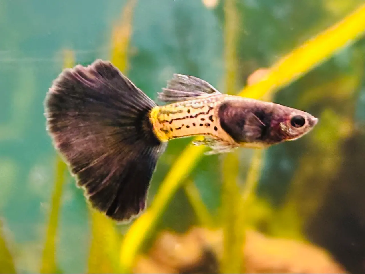 Billede 4 - Guppy yngel