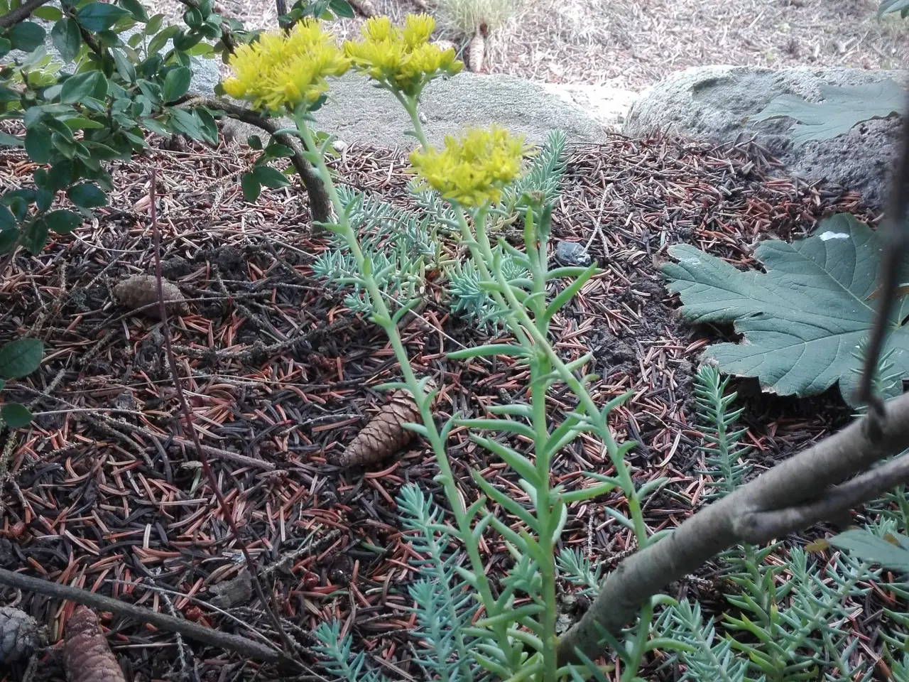 Billede 2 - Bunddække planter - Sedum Reflexum