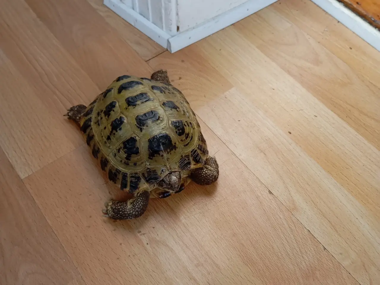 Billede 3 - 2 Russiske landskildpadder