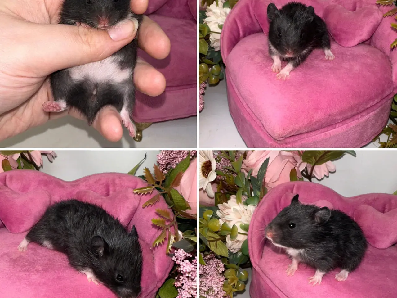 Billede 5 - Guldhamster unger