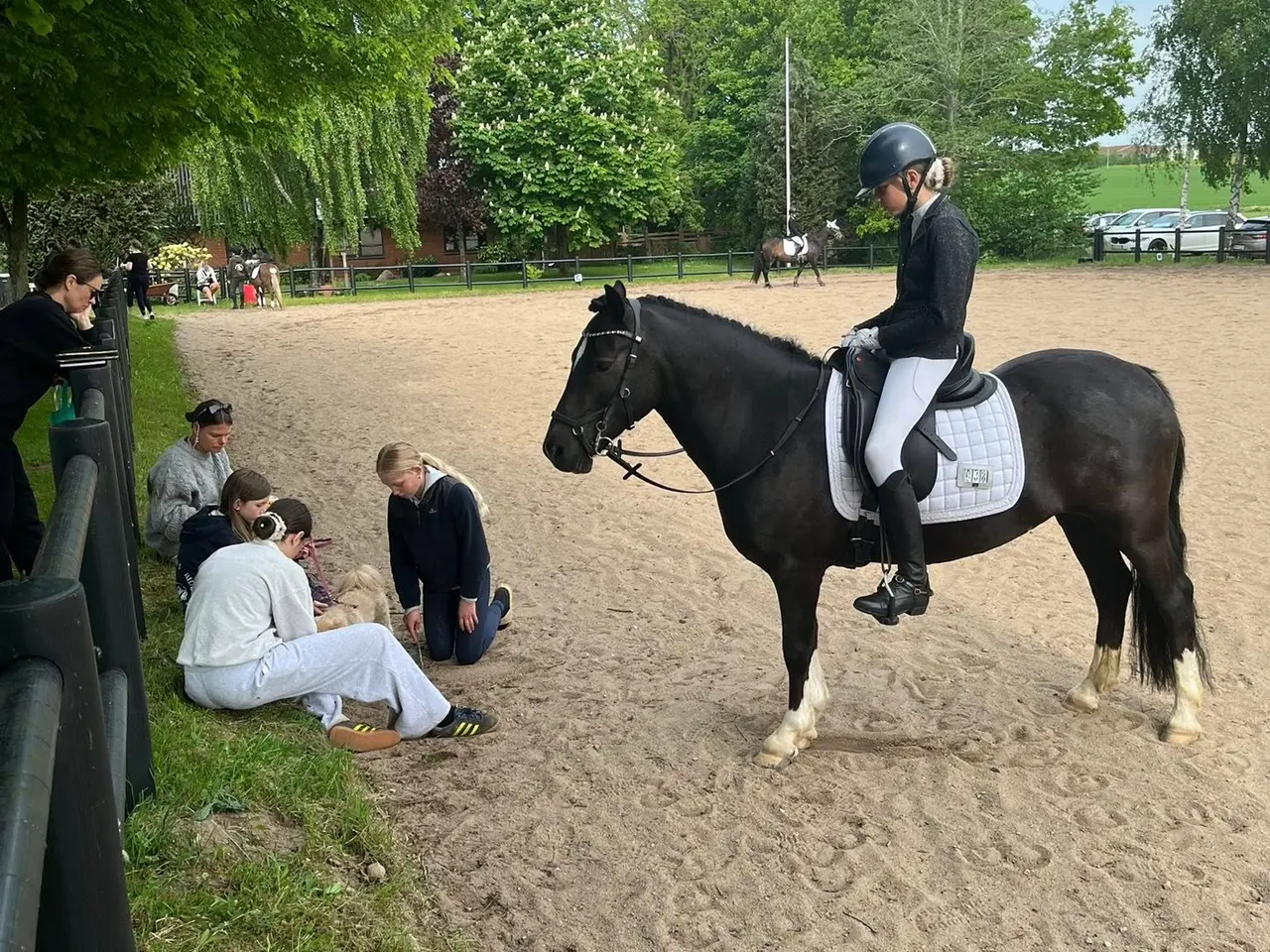 Billede 18 - Max kat 3,super børnepony
