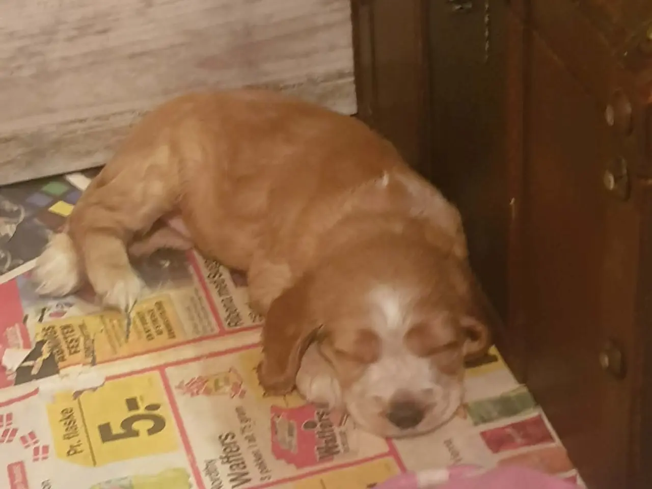 Billede 7 - Engelsk cocker spaniel