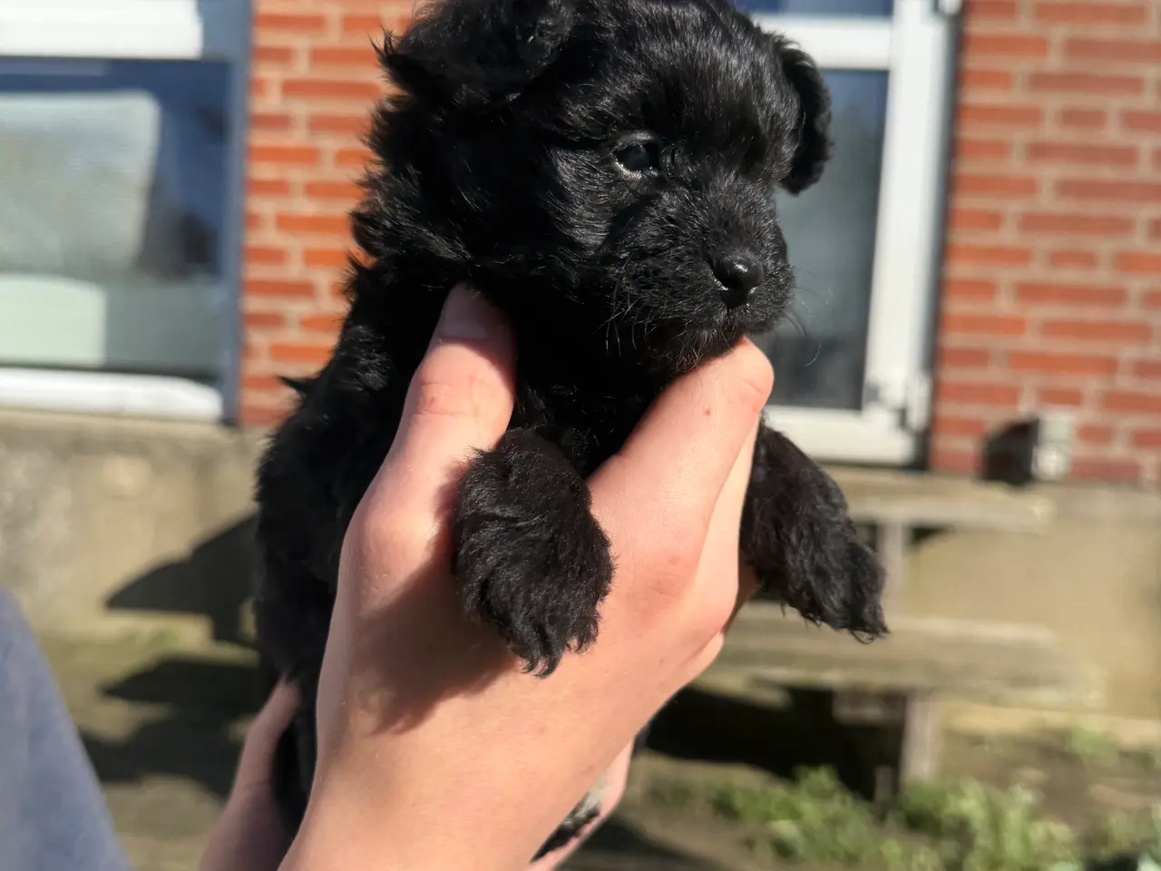 Billede 5 - Pomapoo
