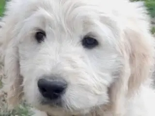 Golden DOODLE - 2 drenge-hvalpe - 2