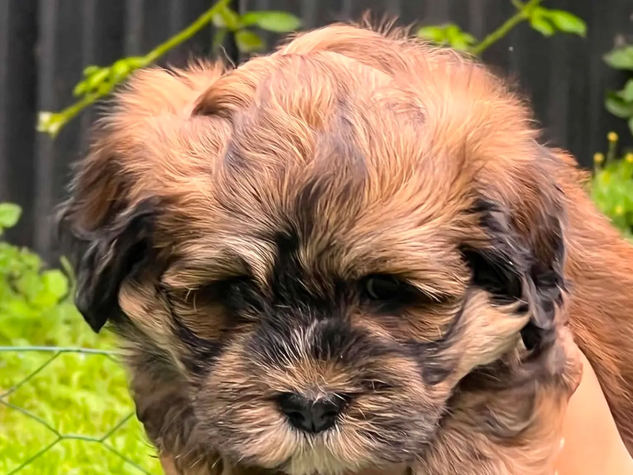 Billede 2 - Bichon Havanais/Lhasa Apso