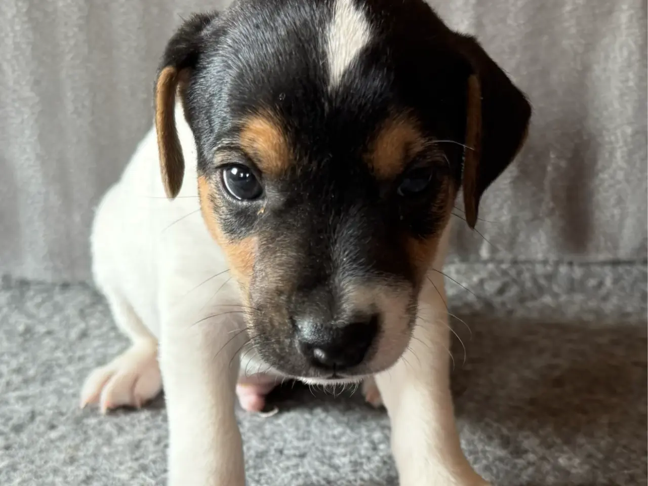Billede 1 - Parson Jack Russell hvalpe