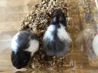 Guldhamsterunger