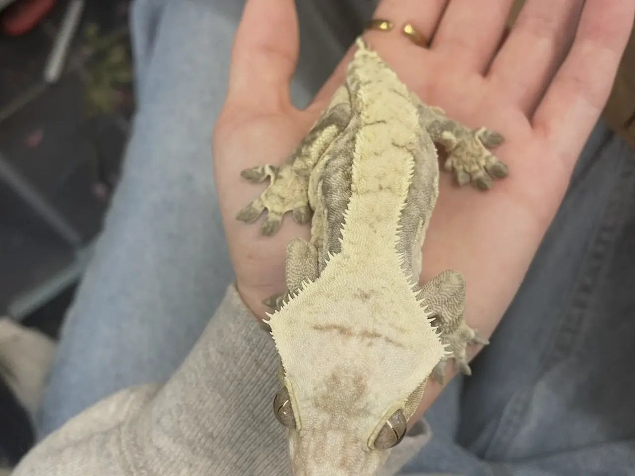 Billede 1 - Kronegekko hun sælges