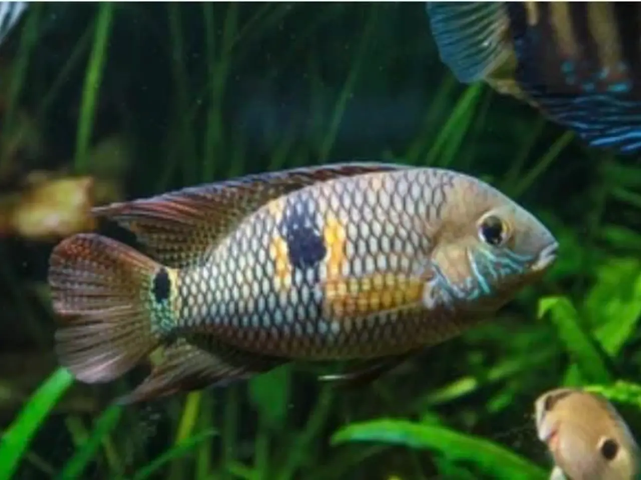 Billede 1 - Aquidens Metae 