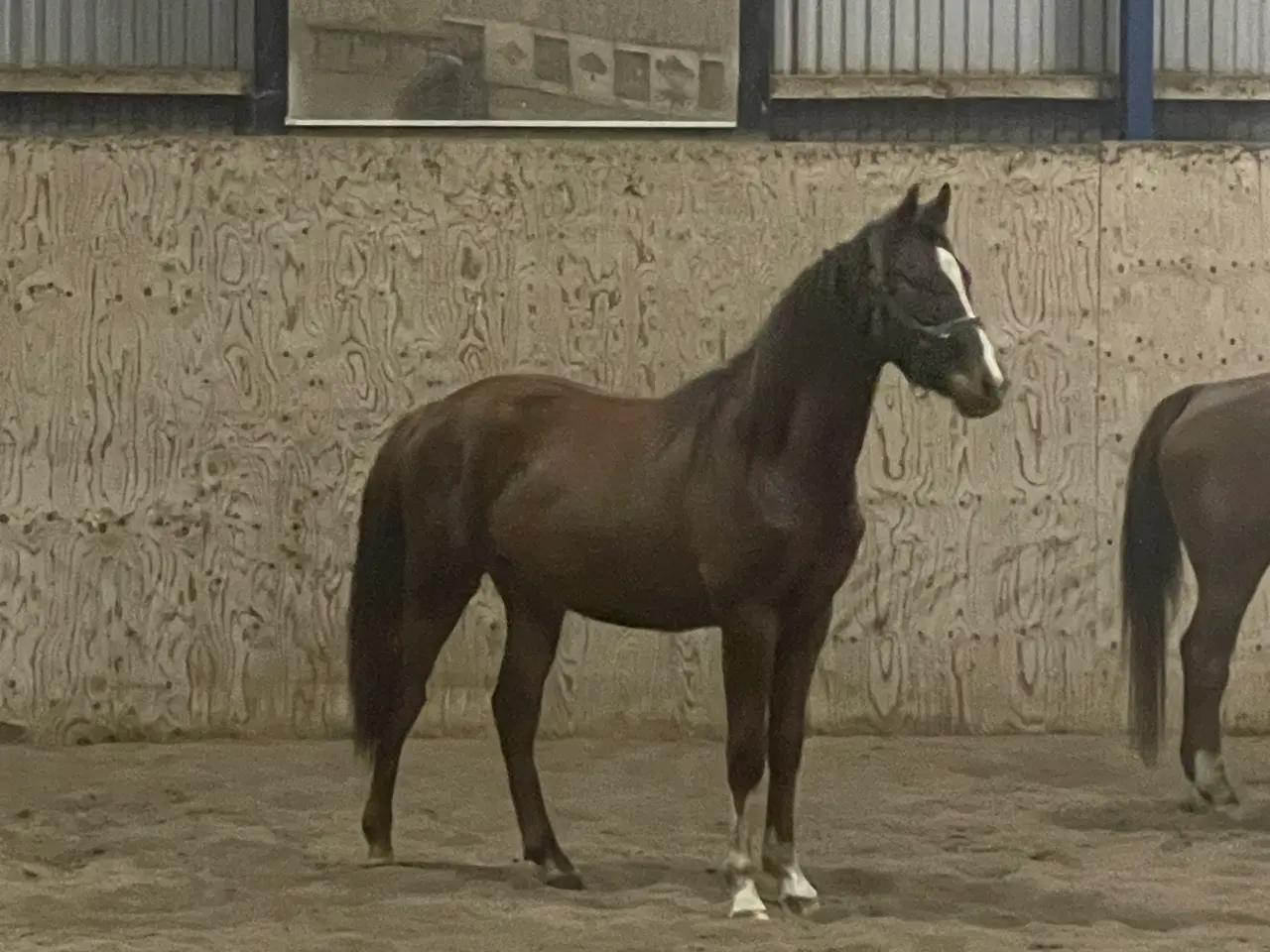 Billede 2 - SUPERFLOT 3  ÅRS VALLAK 