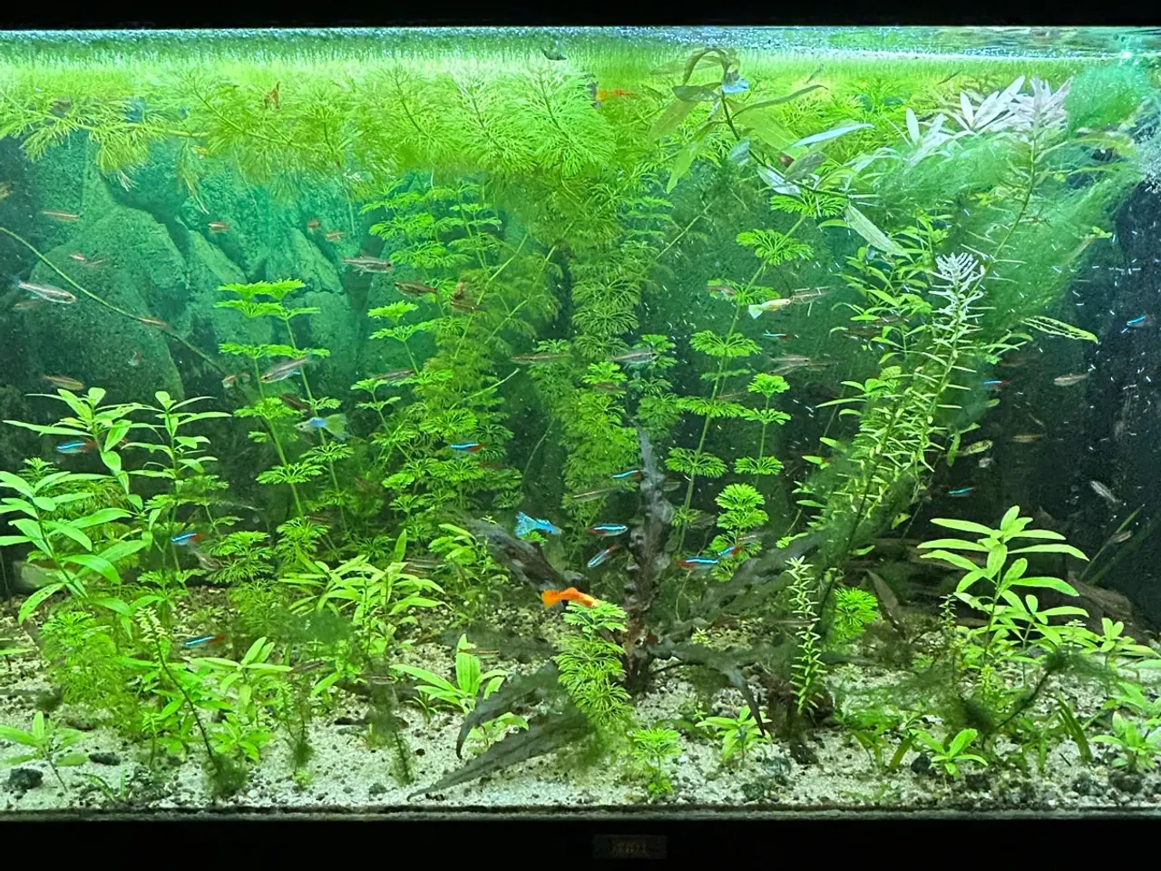Billede 1 - 🌿 Levende akvarieplanter – 2 stk. GLS