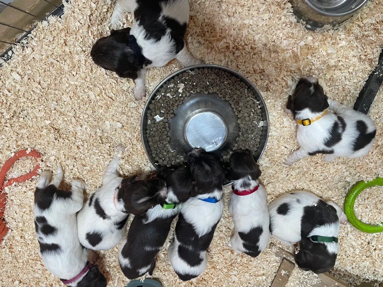 Billede 7 - FT Springer Spaniel hvalpe, salgsklar 10 maj