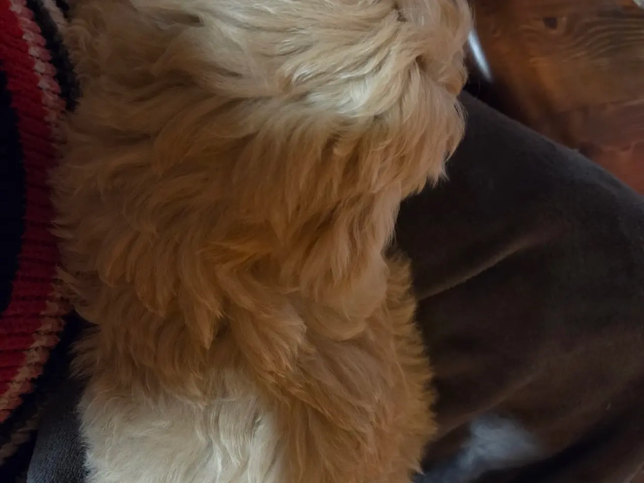 Billede 3 - Maltipoo tæve