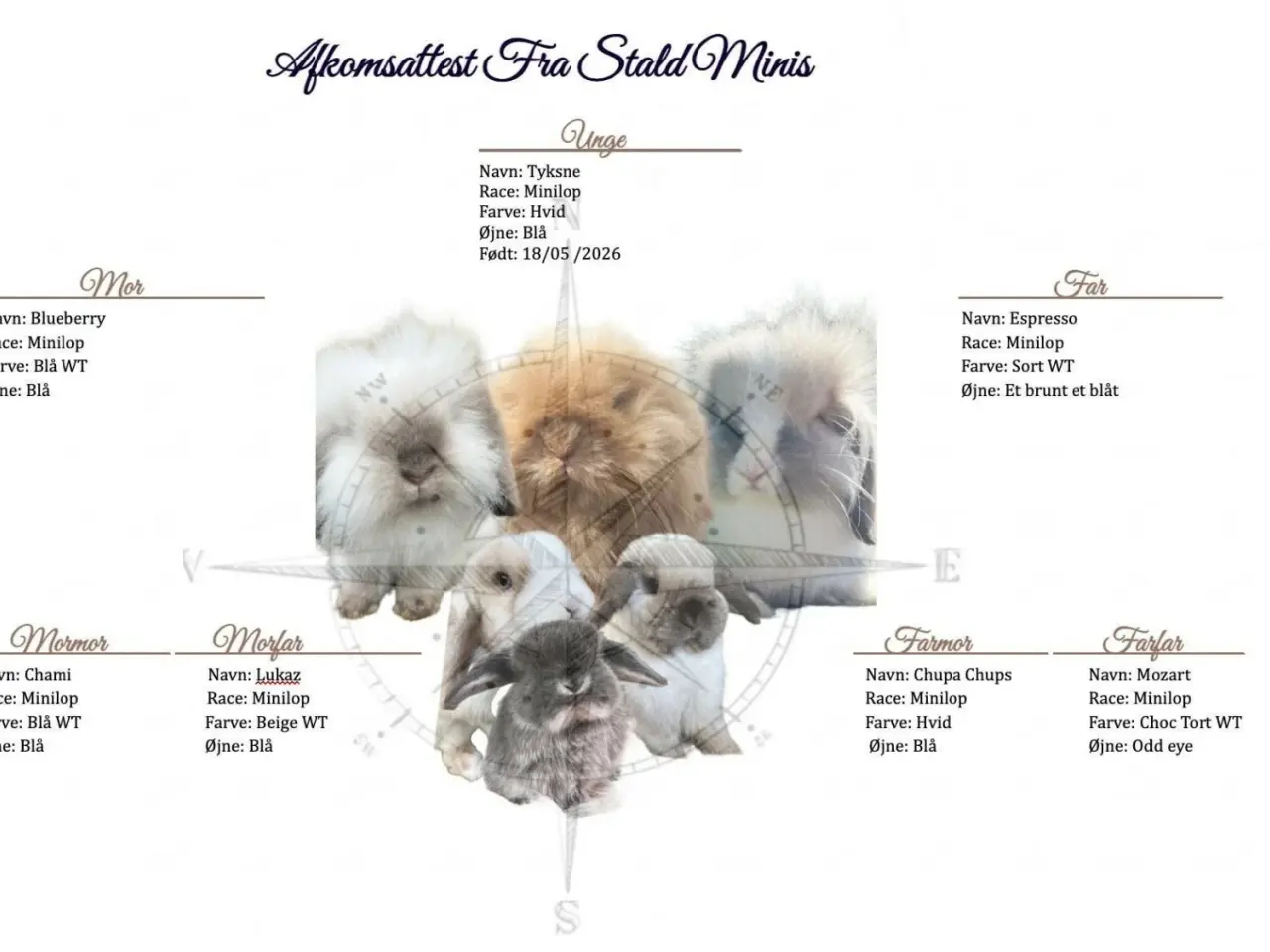 Billede 6 - Mini lop kaniner