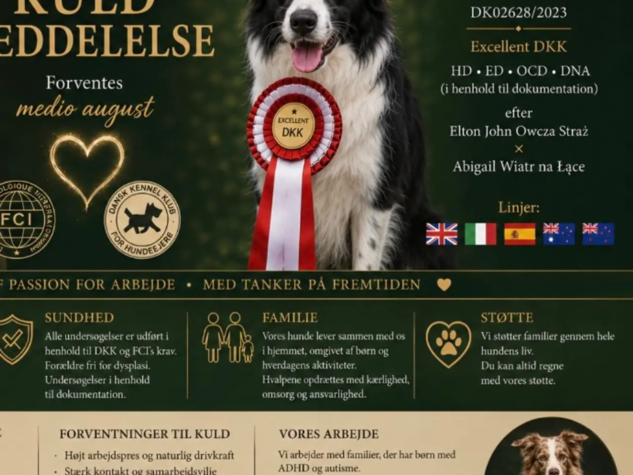 Billede 5 - Harmoniske familiehunde med et fantastisk roligt s